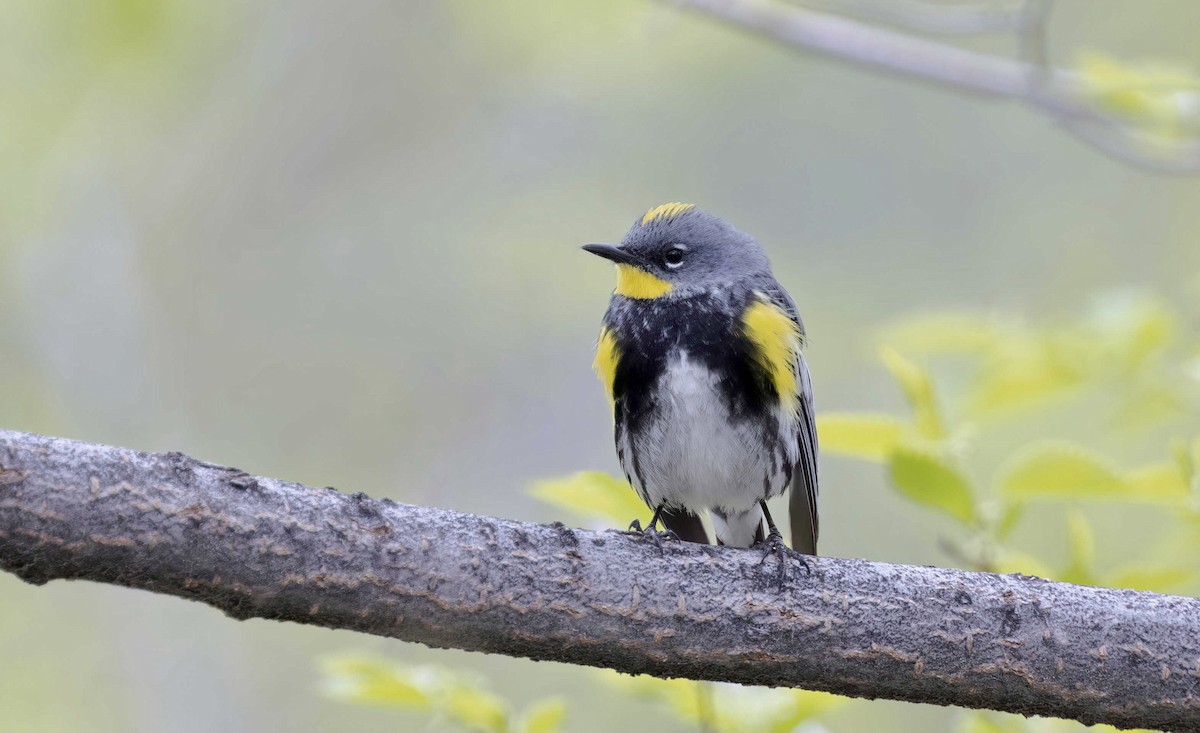 Yellow-rumped Warbler (Audubon's) - ML618798558