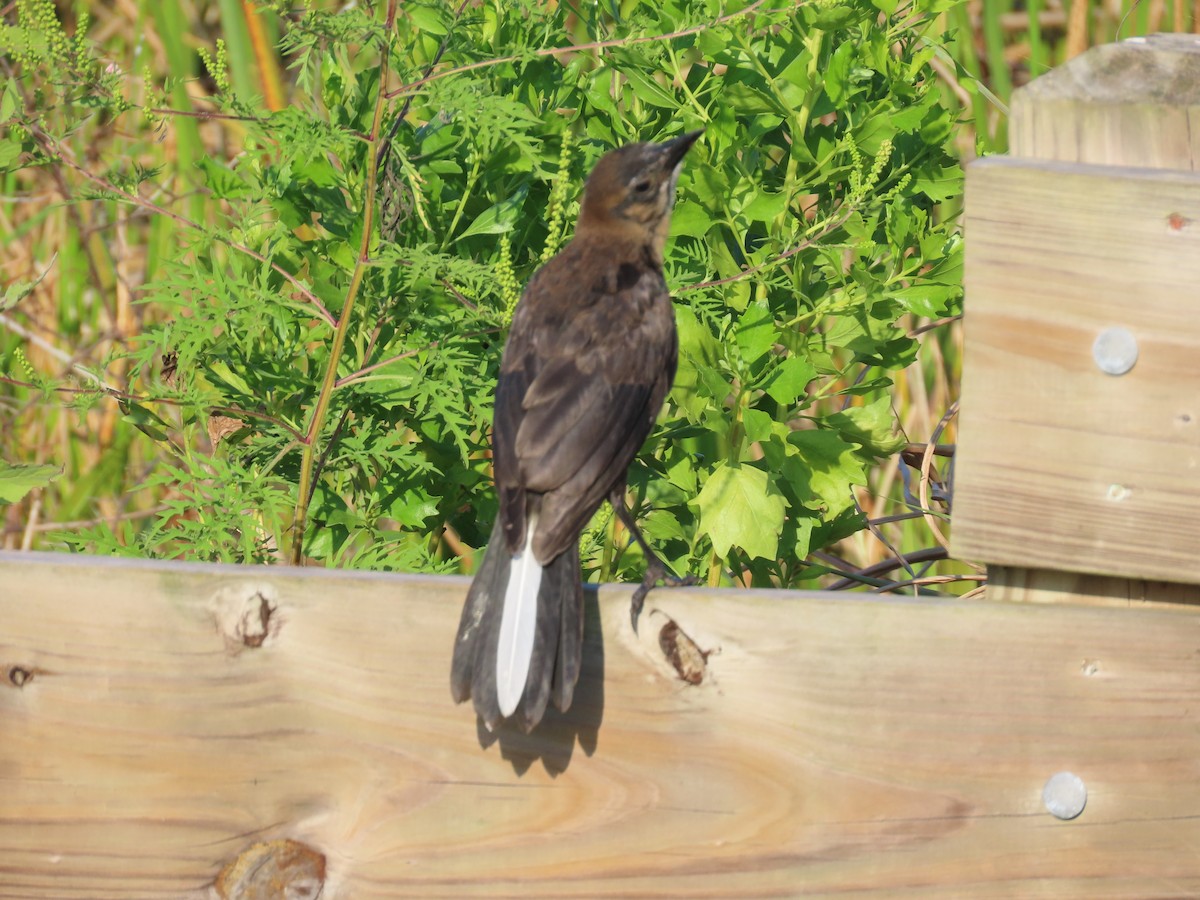 Boat-tailed Grackle - ML618798622