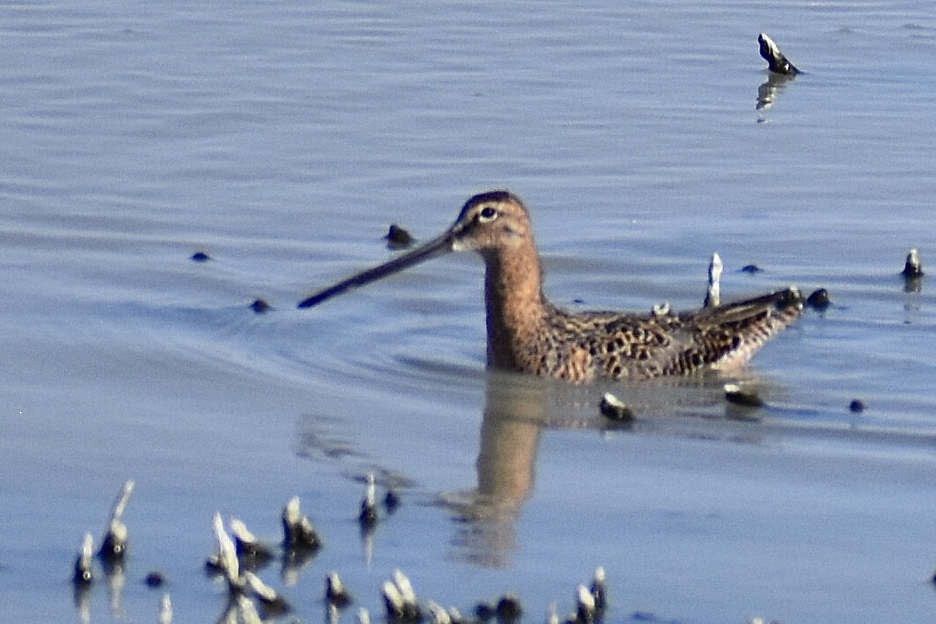 Long-billed Dowitcher - ML618798635