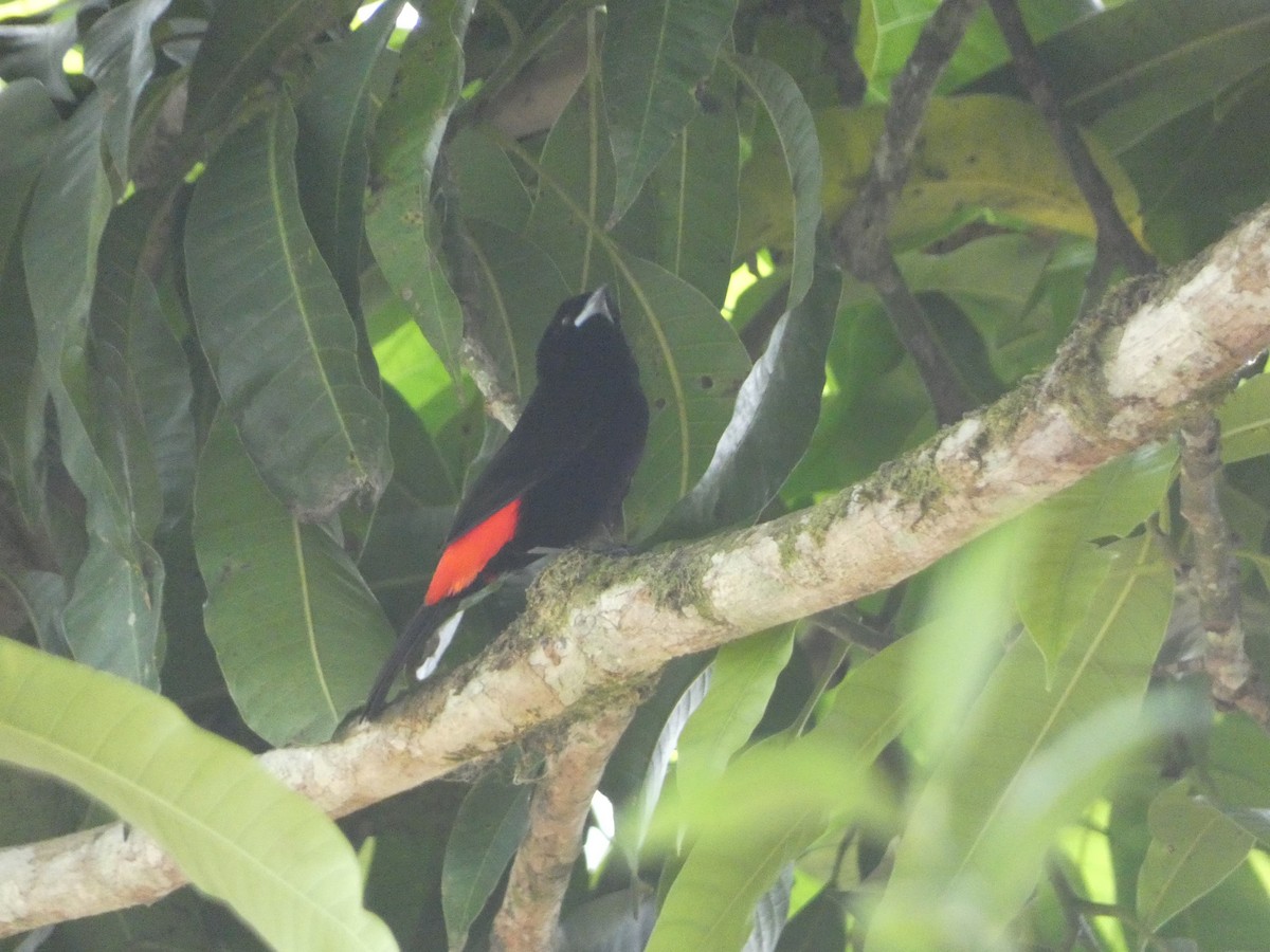 Scarlet-rumped Tanager - ML618798651