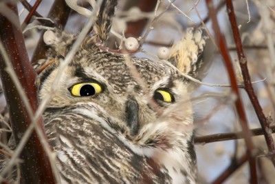Great Horned Owl - ML618798655