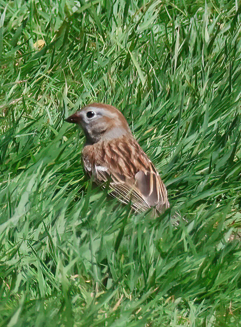 Field Sparrow - Hsing Min