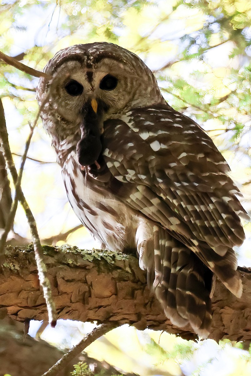 Barred Owl - ML618798681