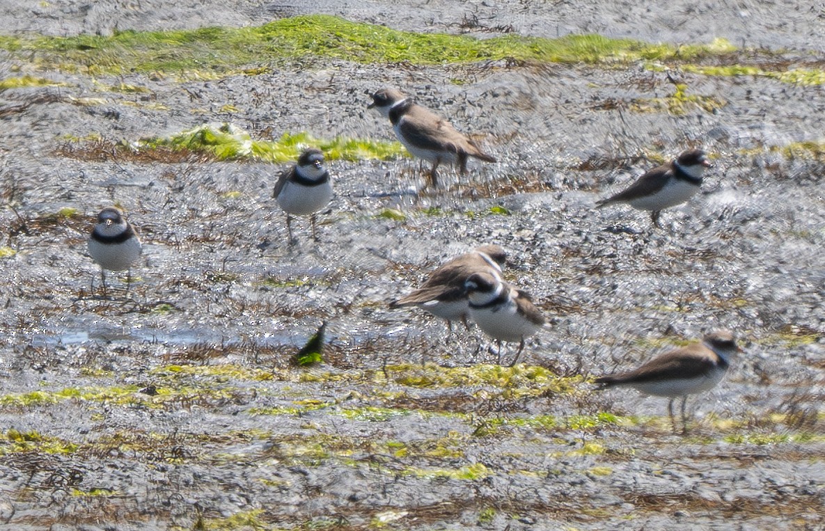 Semipalmated Plover - ML618798697