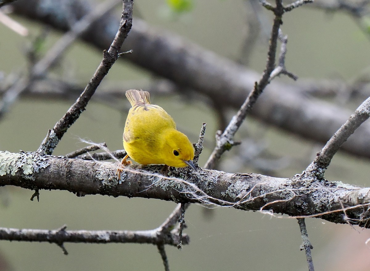 Yellow Warbler - Ken Winkler
