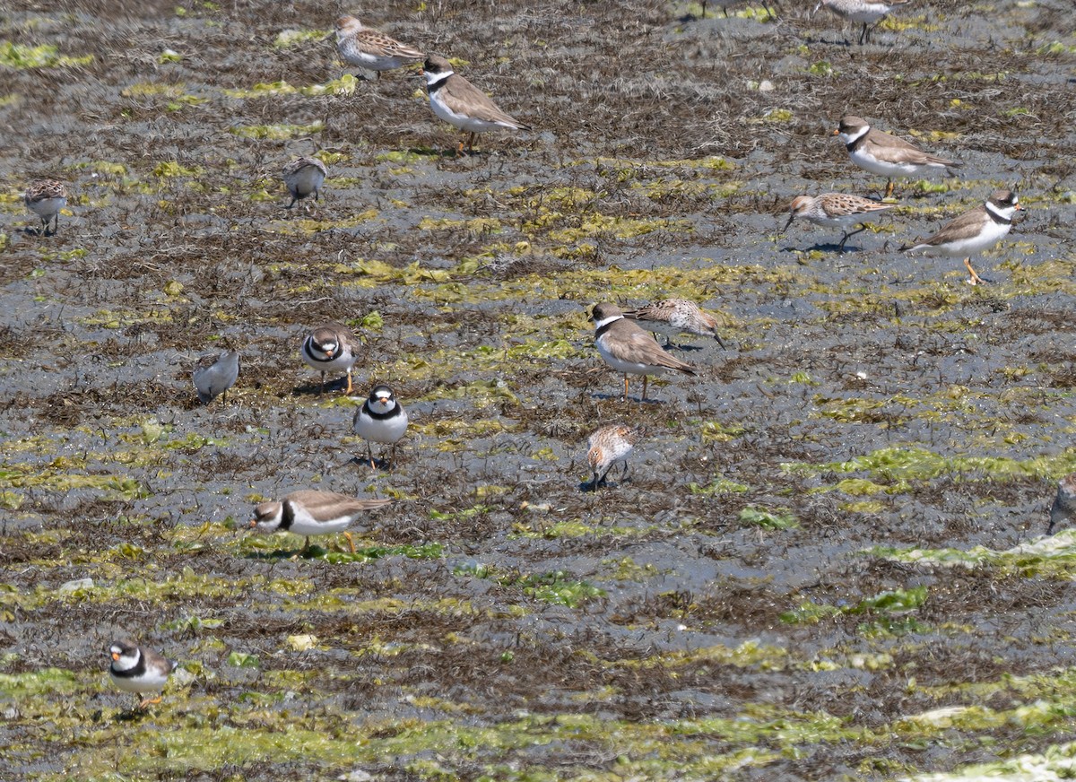 Semipalmated Plover - ML618798720