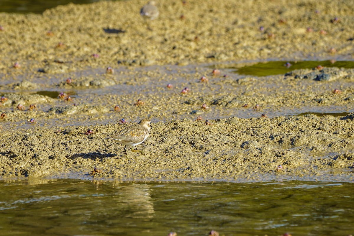Double-banded Plover - ML618798723