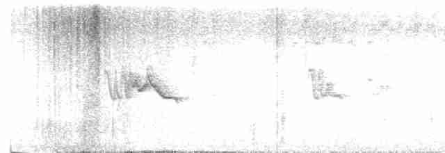 Sperlingsvogel, unbestimmt - ML618798741
