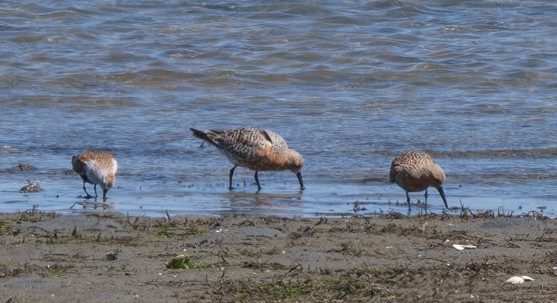 Red Knot - ML618798751