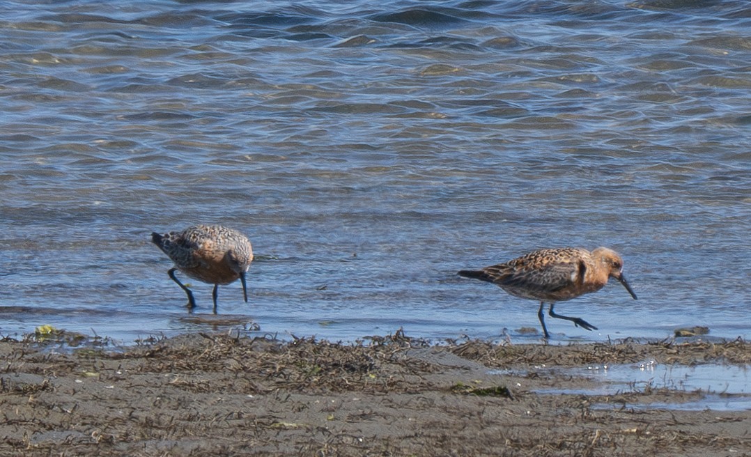 Red Knot - ML618798762