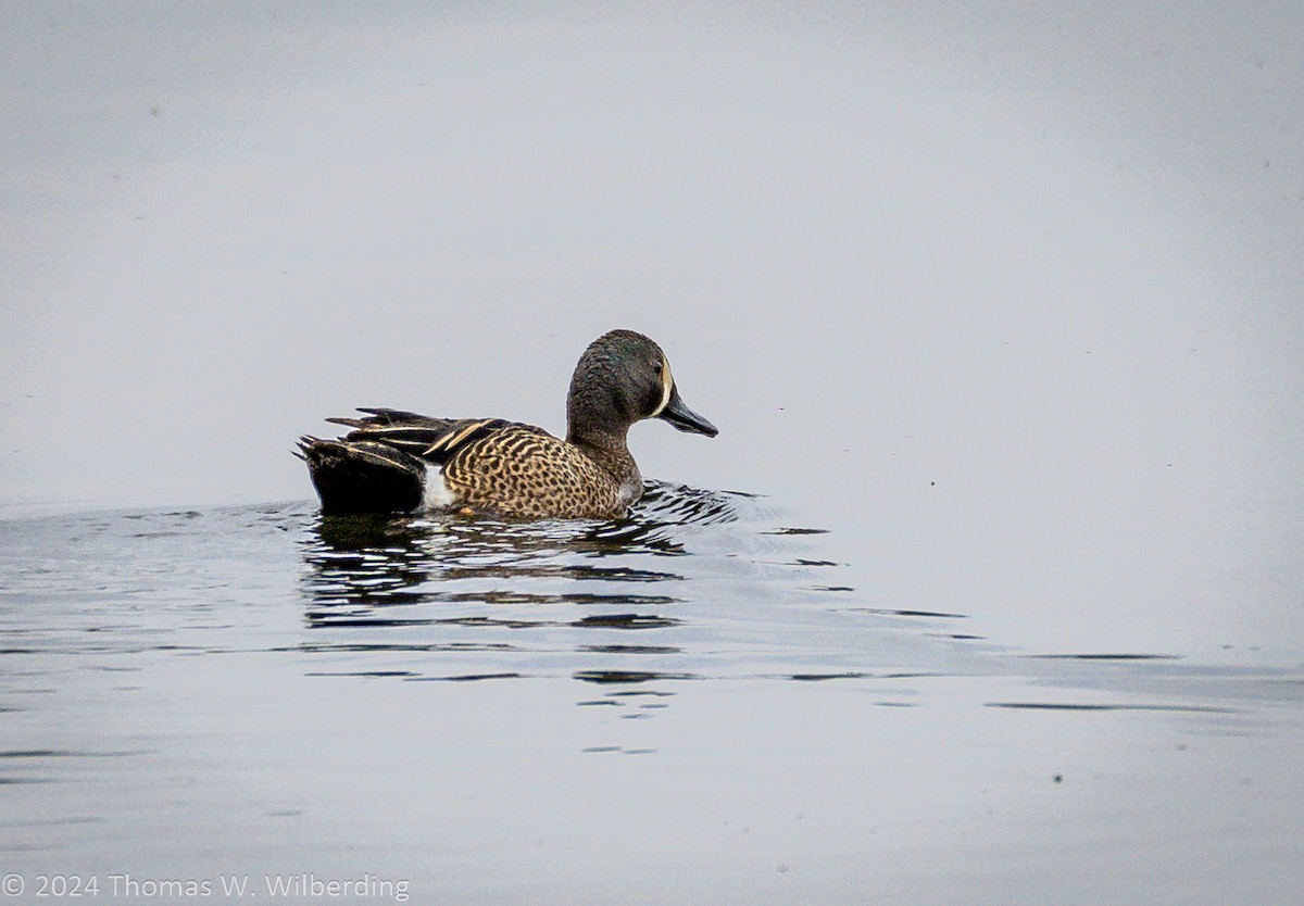 Blue-winged Teal - ML618798781