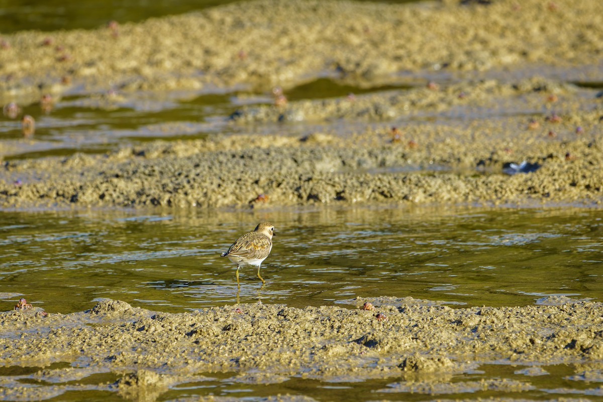 Double-banded Plover - James Churches