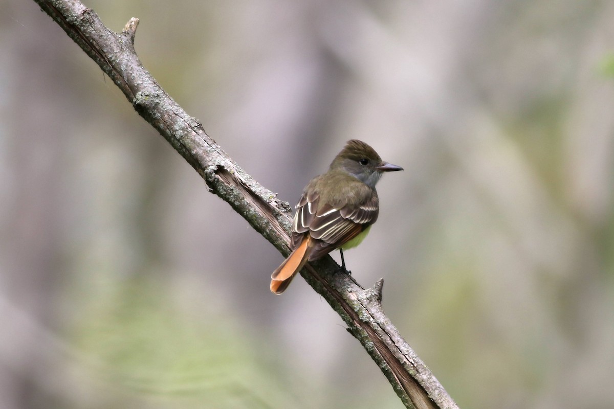 Great Crested Flycatcher - Carl Leisegang