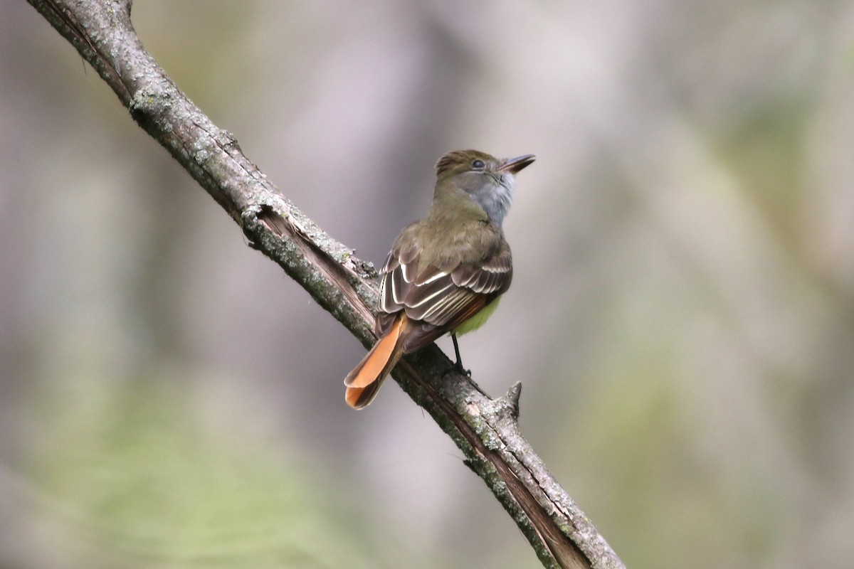Great Crested Flycatcher - ML618798795