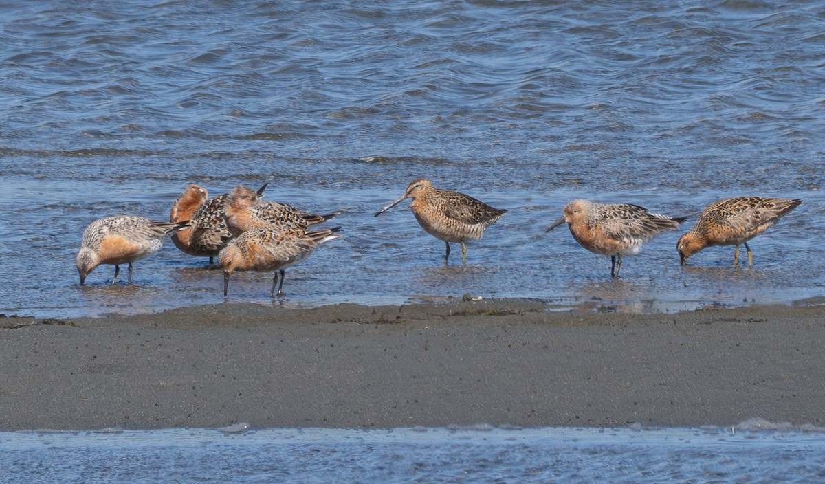 Red Knot - ML618798809