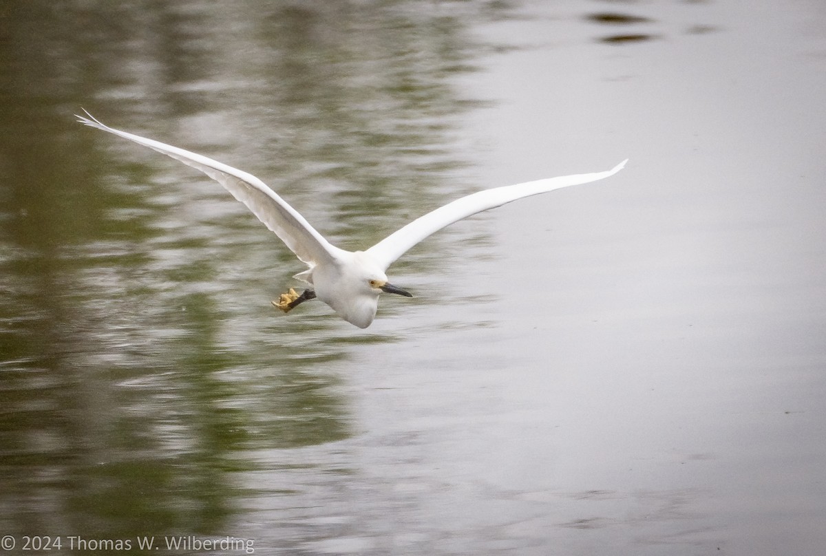 Snowy Egret - Tom Wilberding
