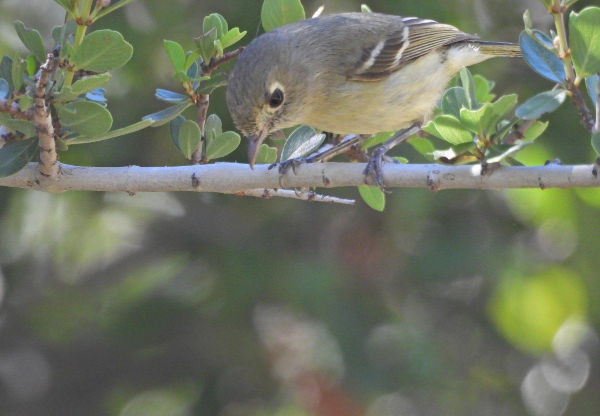 Hutton's Vireo - Forest Chapman