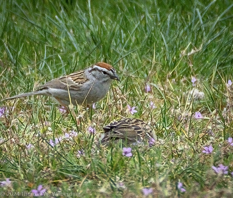 Chipping Sparrow - ML618798877