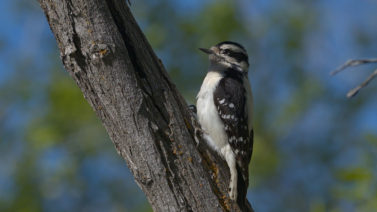 Downy Woodpecker - ML618798888