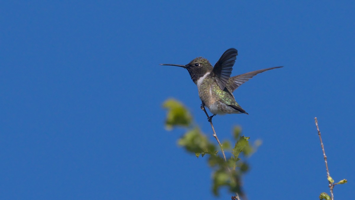 Black-chinned Hummingbird - ML618798929