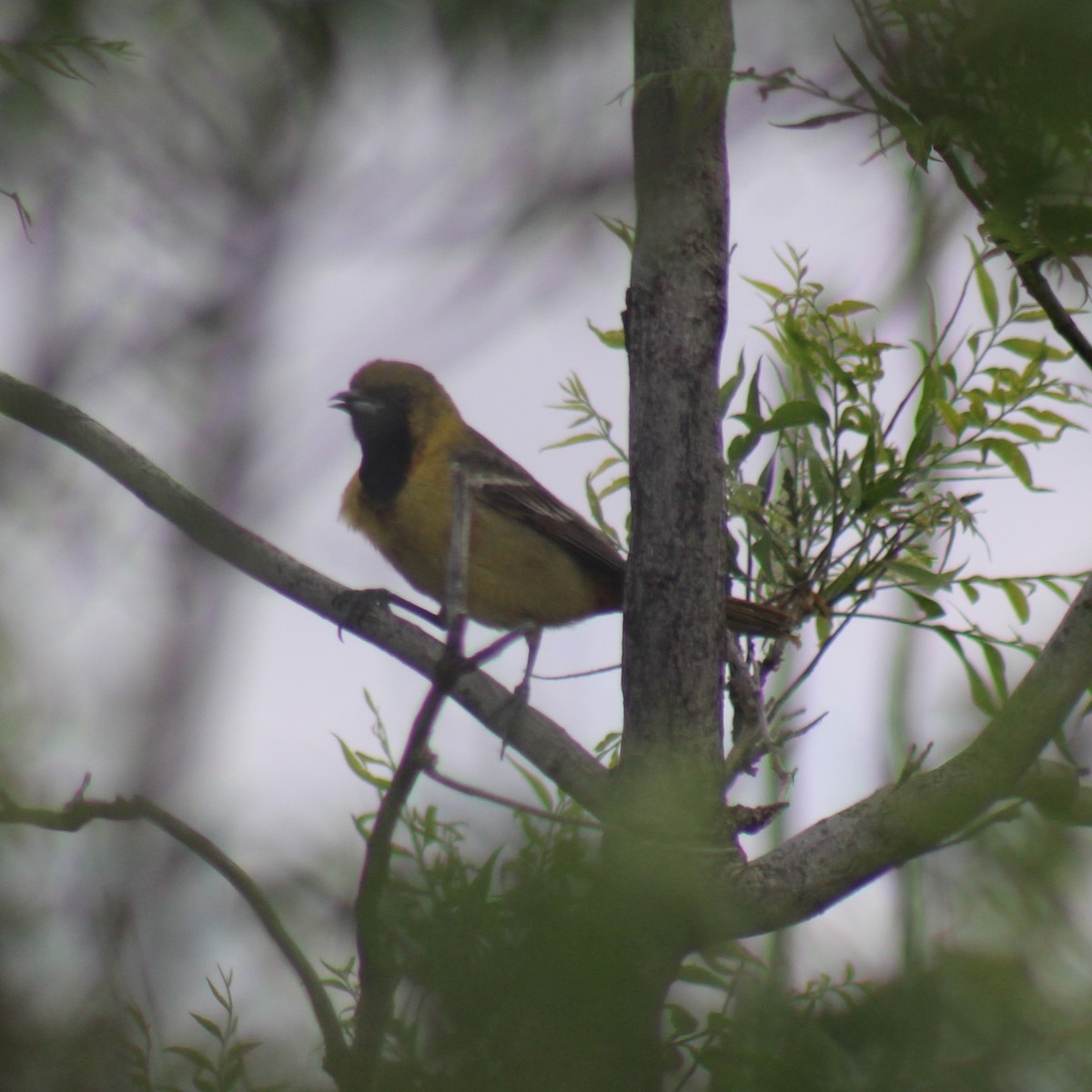 Orchard Oriole - ML618798986