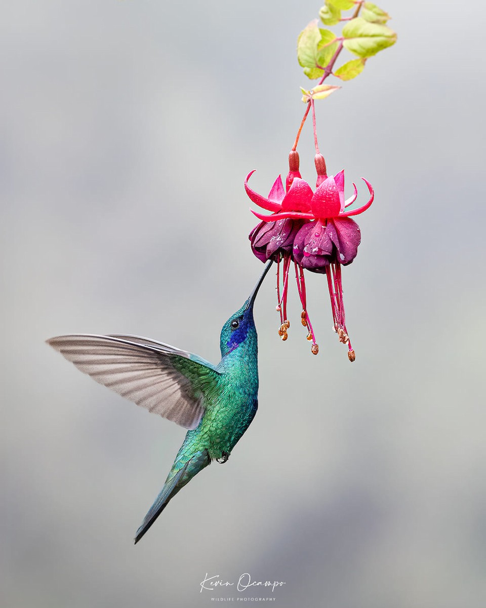 kolibřík modrolící - ML618799048