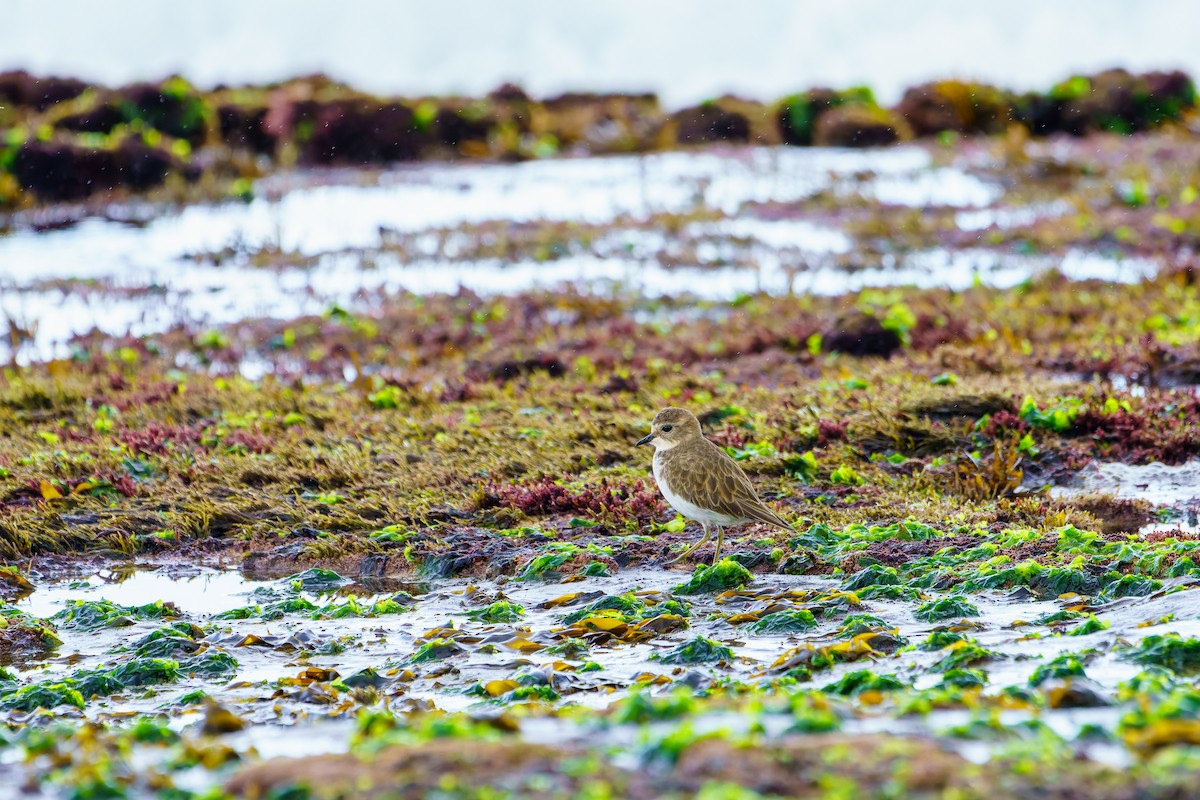 Double-banded Plover - ML618799053