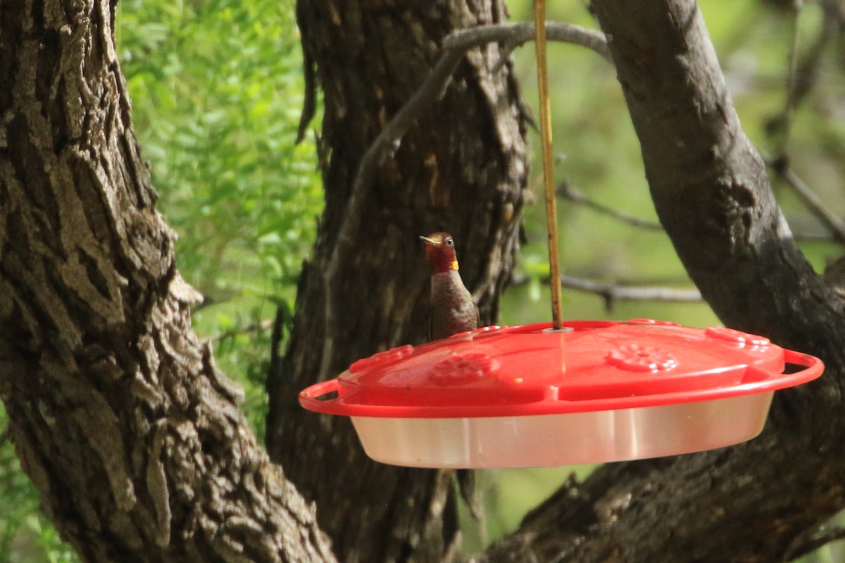 Anna's Hummingbird - ML618799095
