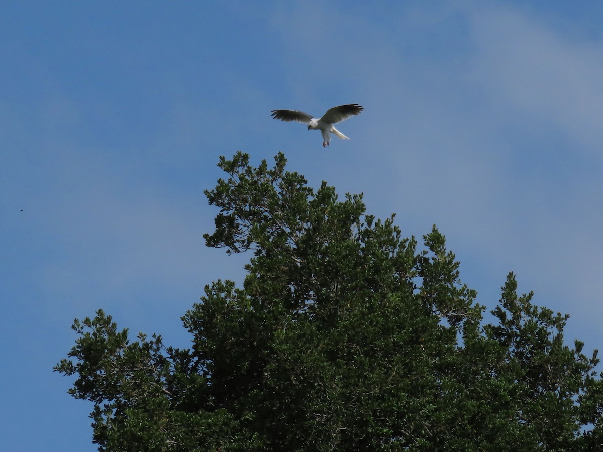 White-tailed Kite - ML618799128