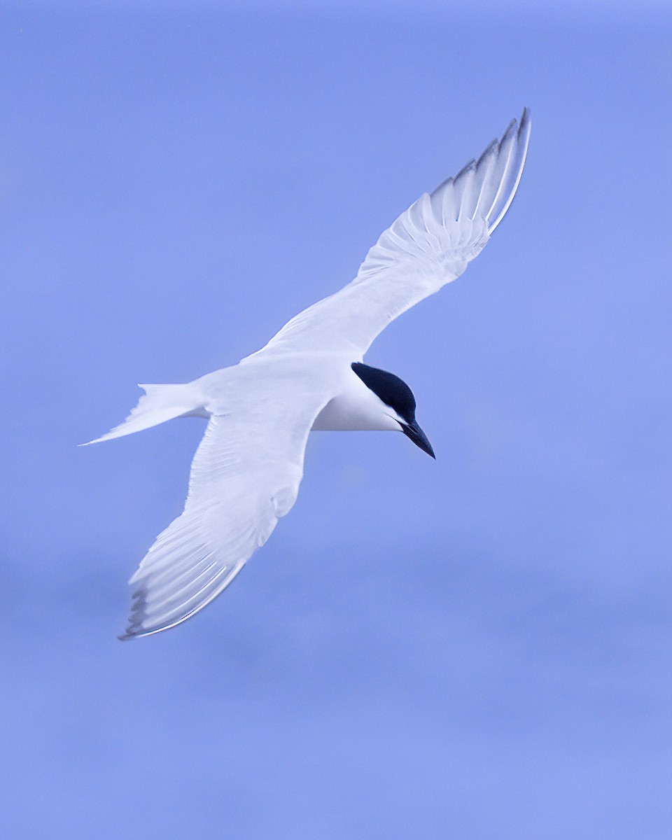 Gull-billed Tern - ML618799138