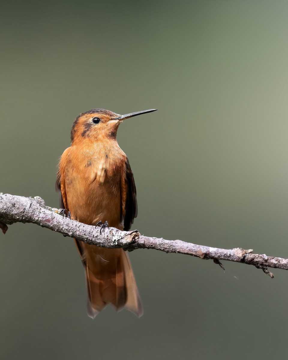 kolibřík duhovohřbetý - ML618799140