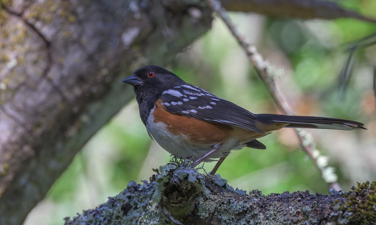 Spotted Towhee - ML618799154
