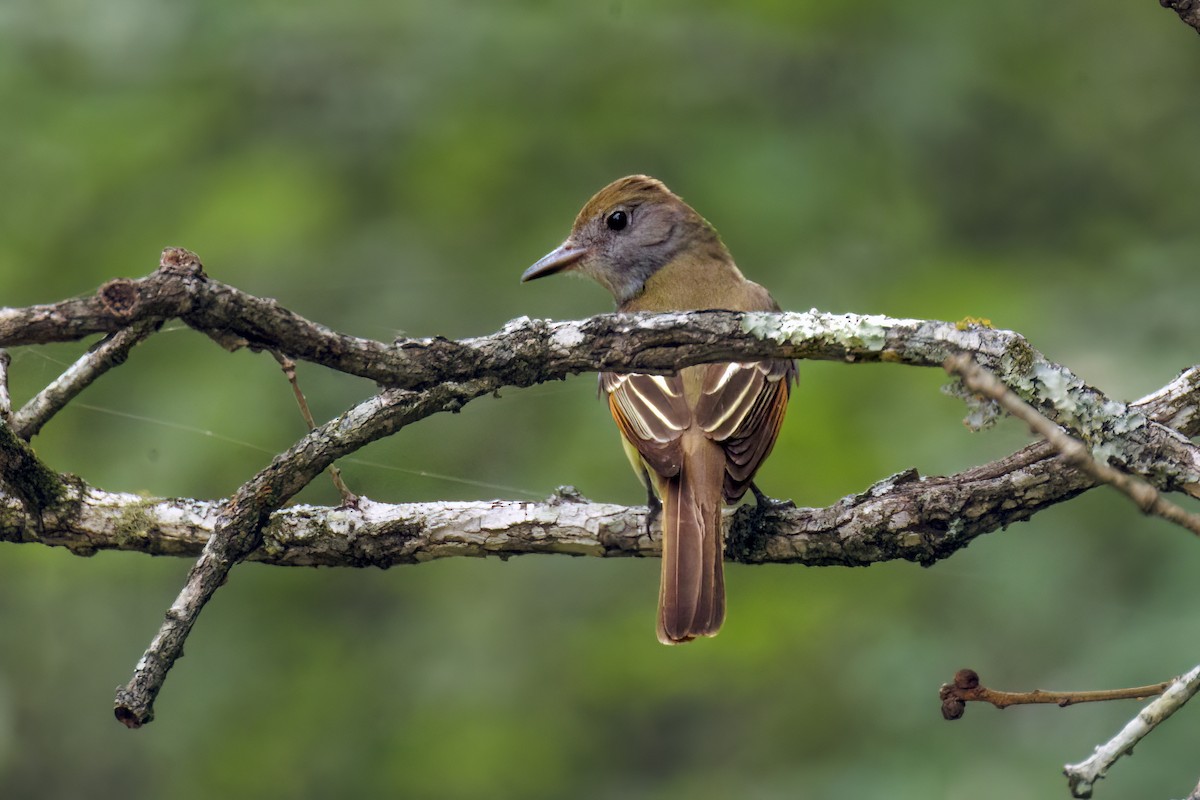 Great Crested Flycatcher - ML618799166