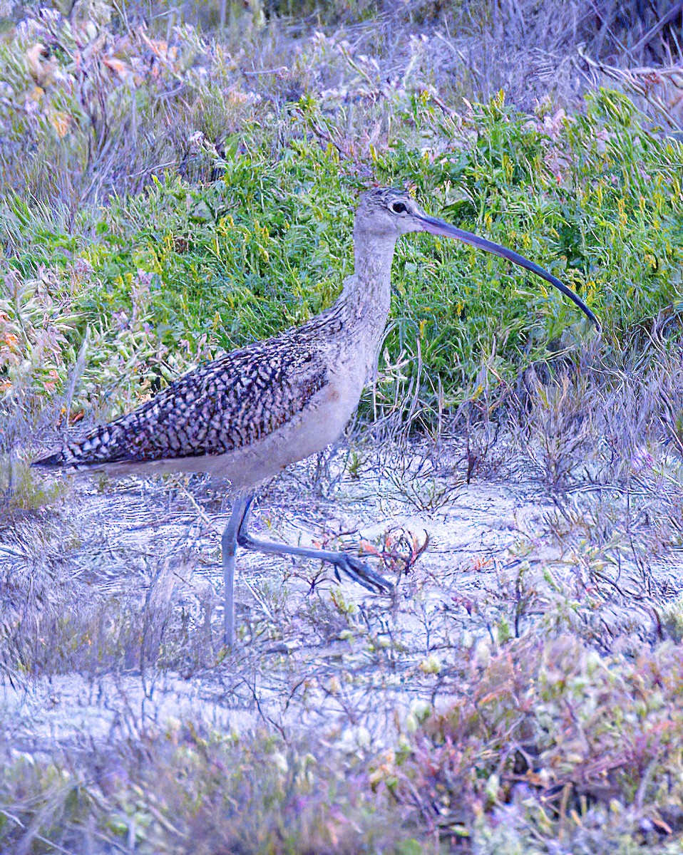 Long-billed Curlew - ML618799168