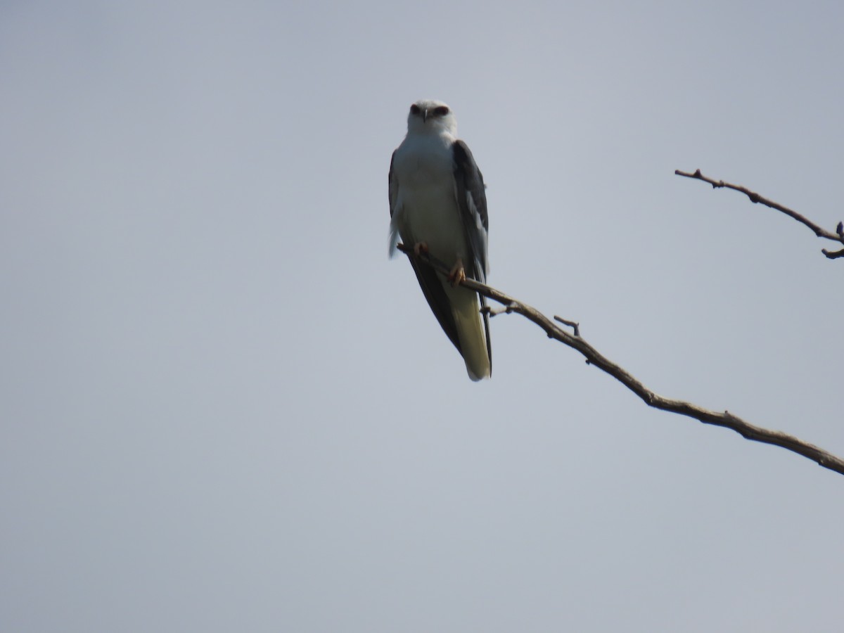 White-tailed Kite - ML618799184