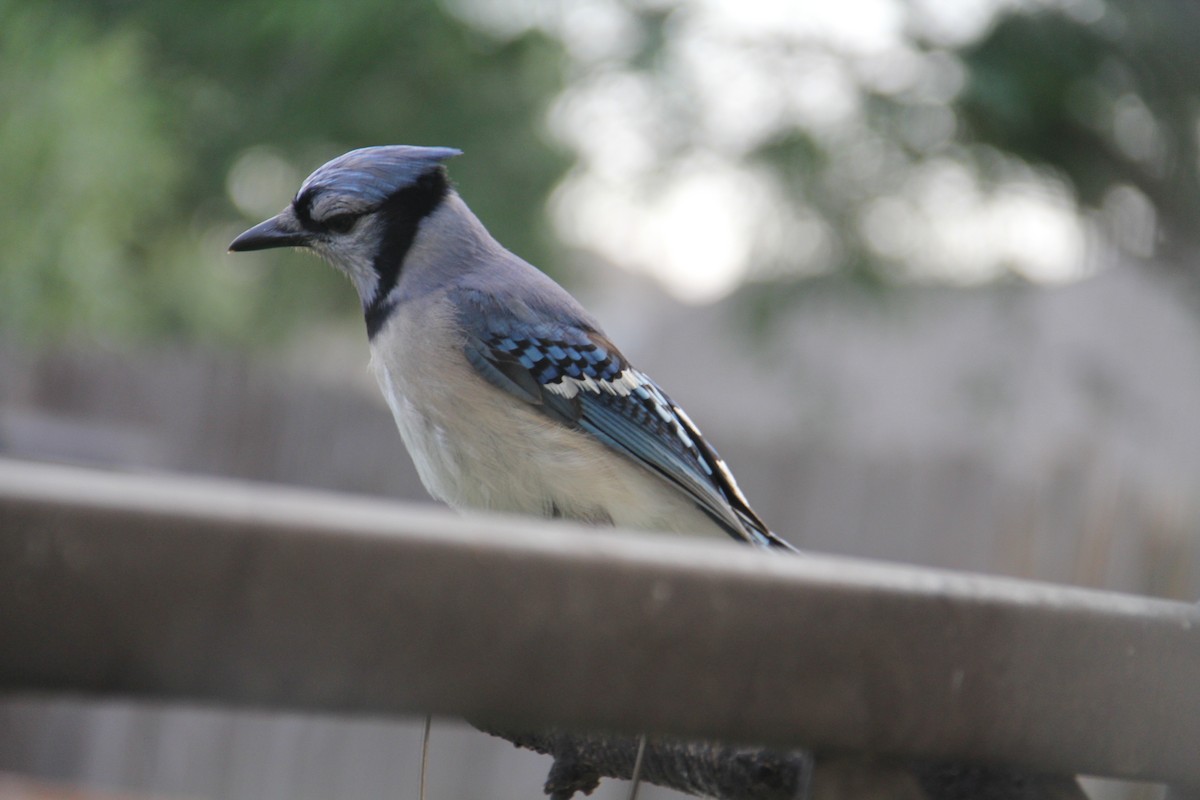 Blue Jay - Texas Bird Family
