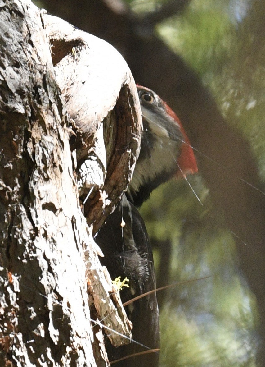 Pileated Woodpecker - ML618799234