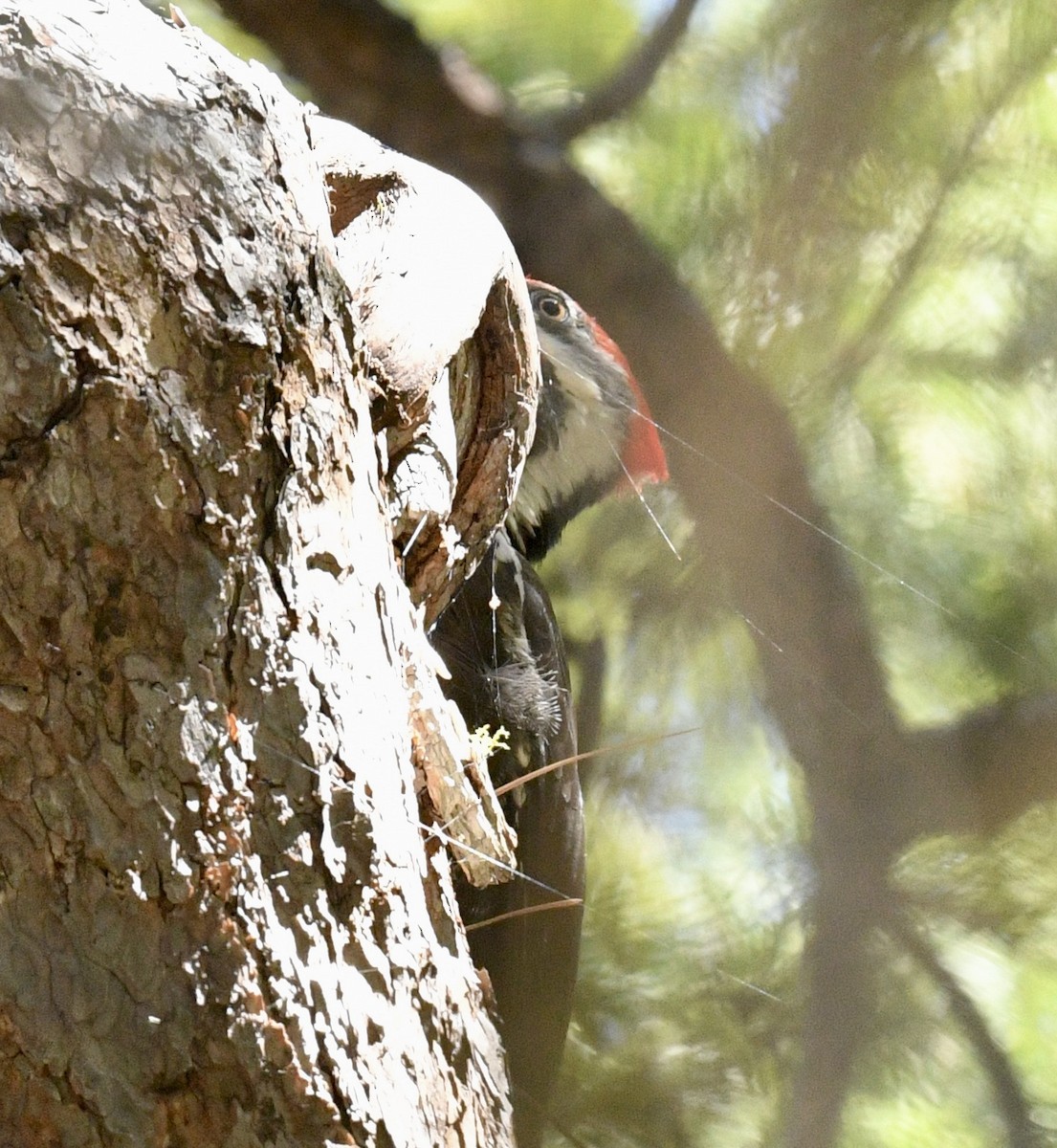 Pileated Woodpecker - ML618799235
