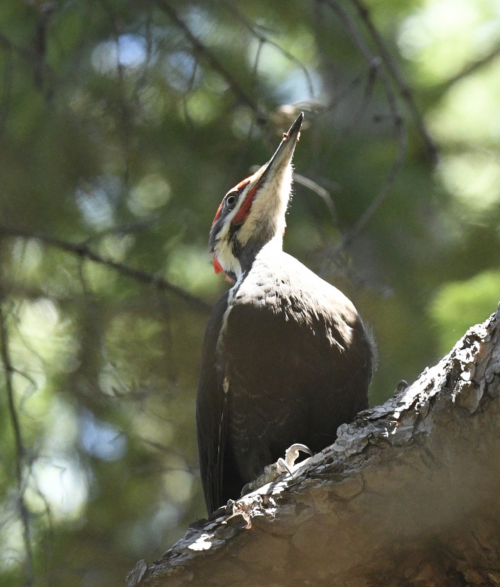 Pileated Woodpecker - ML618799237