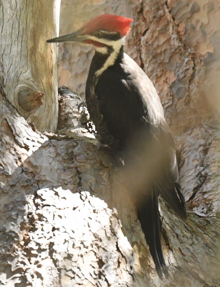 Pileated Woodpecker - Sevilla Rhoads