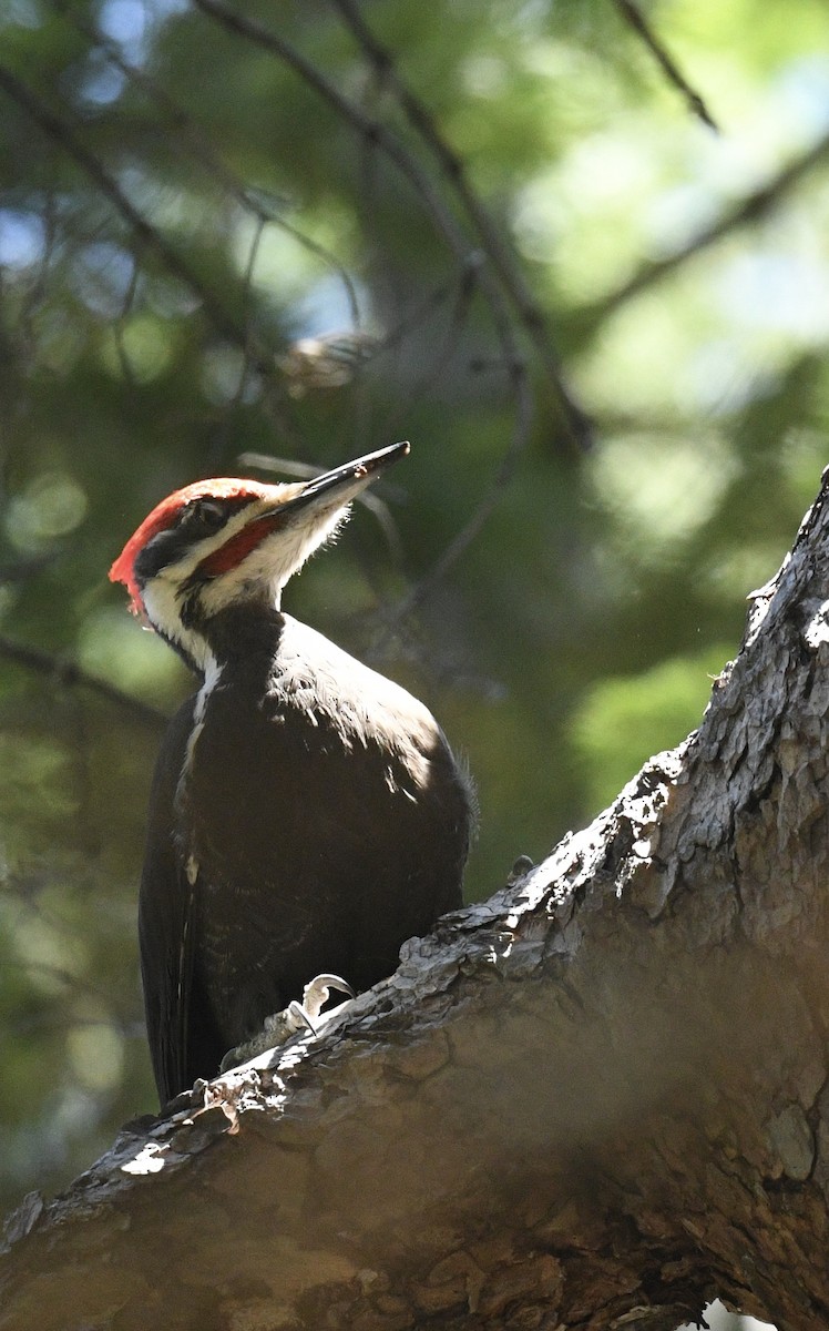 Pileated Woodpecker - ML618799239