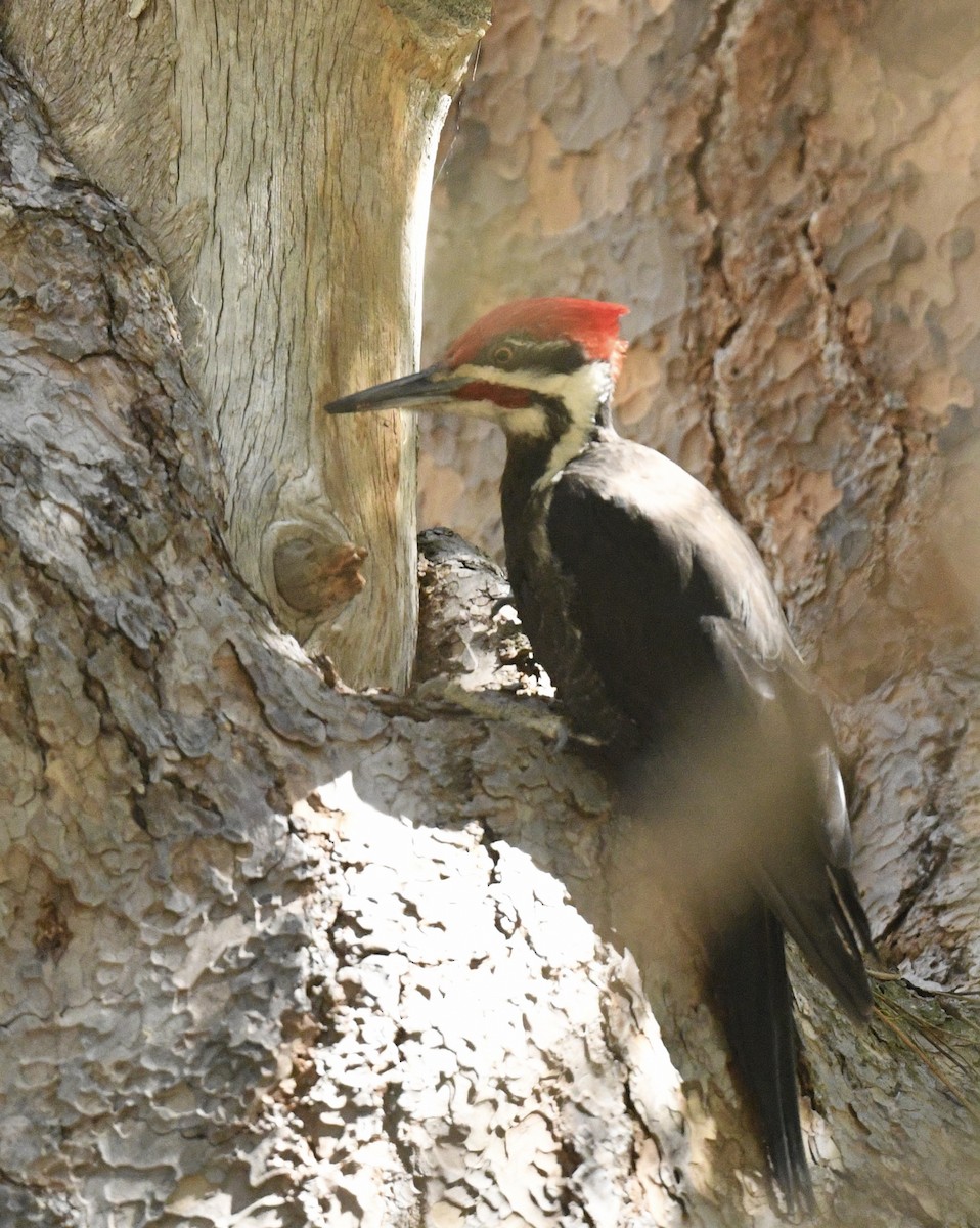 Pileated Woodpecker - ML618799240