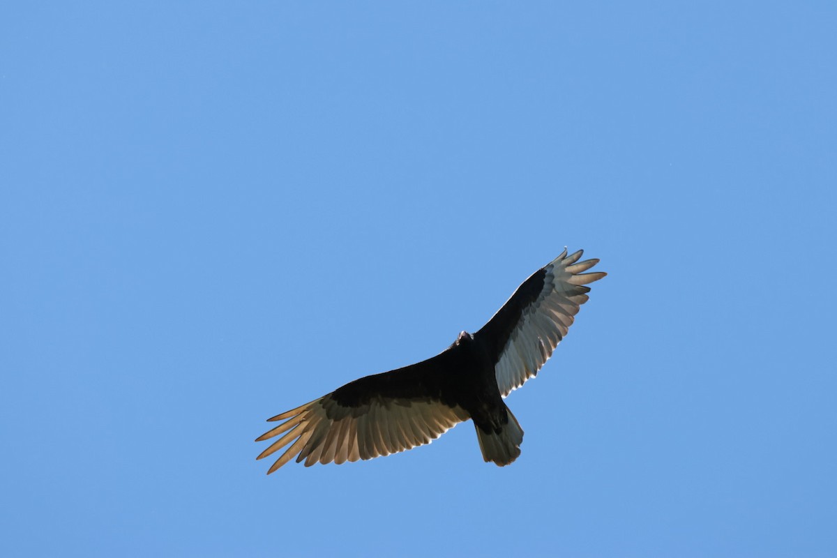Turkey Vulture - ML618799241
