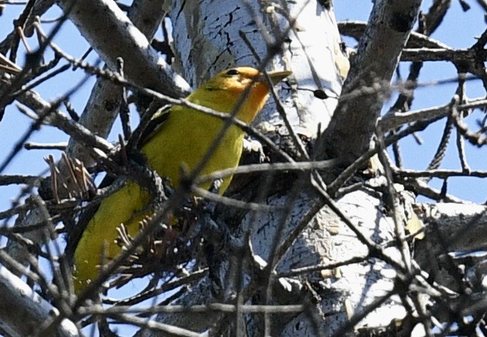Western Tanager - ML618799244