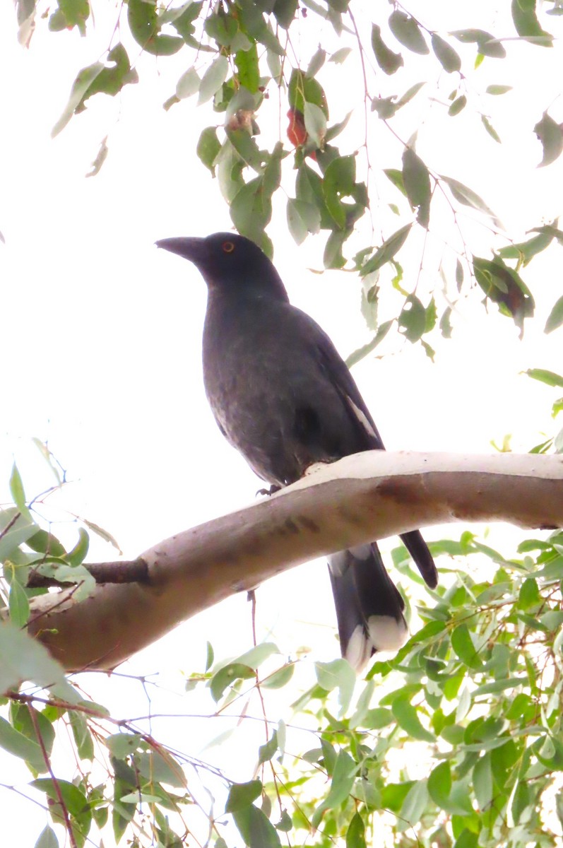 Pied Currawong - ML618799256