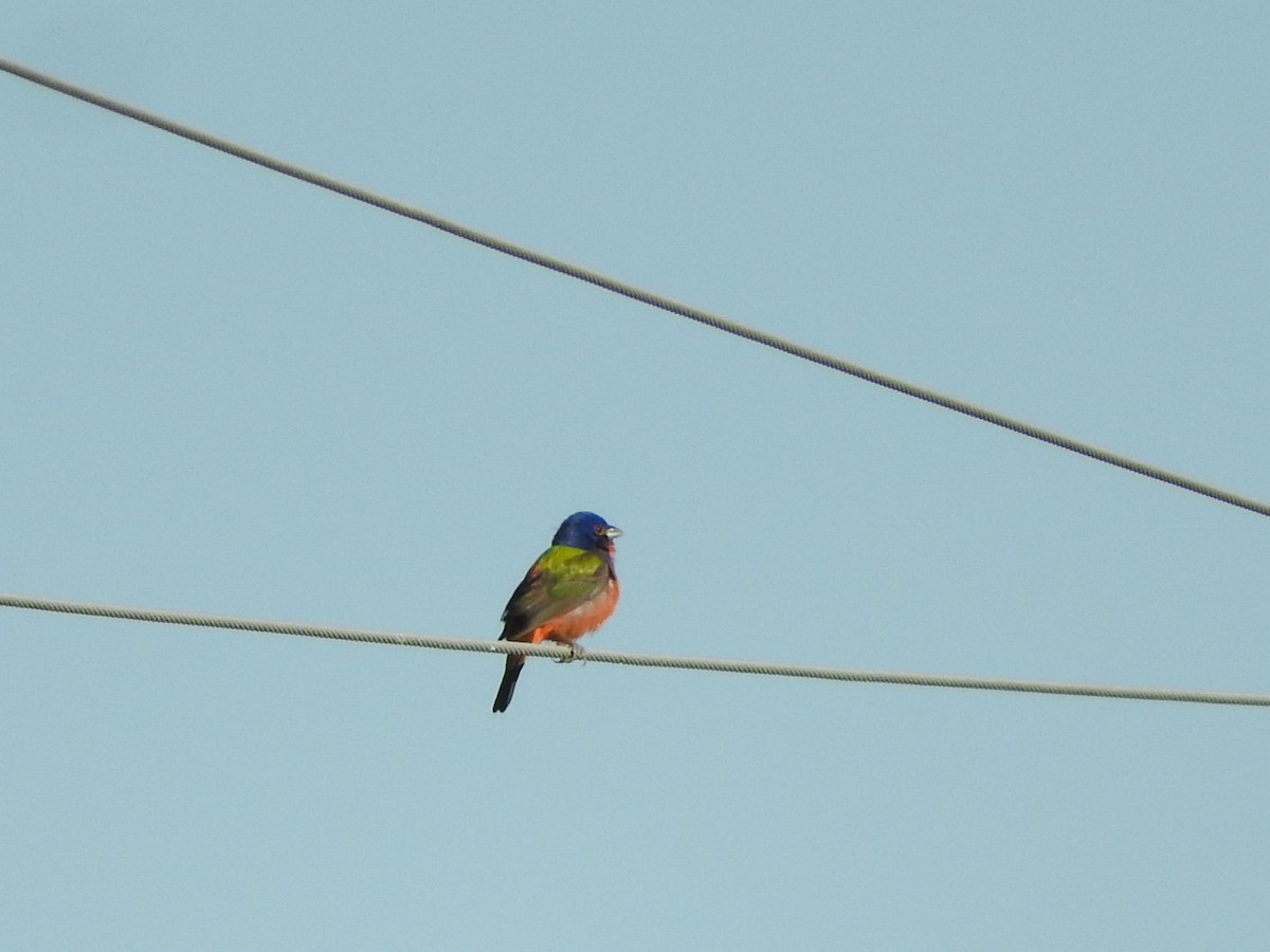 Painted Bunting - ML618799279