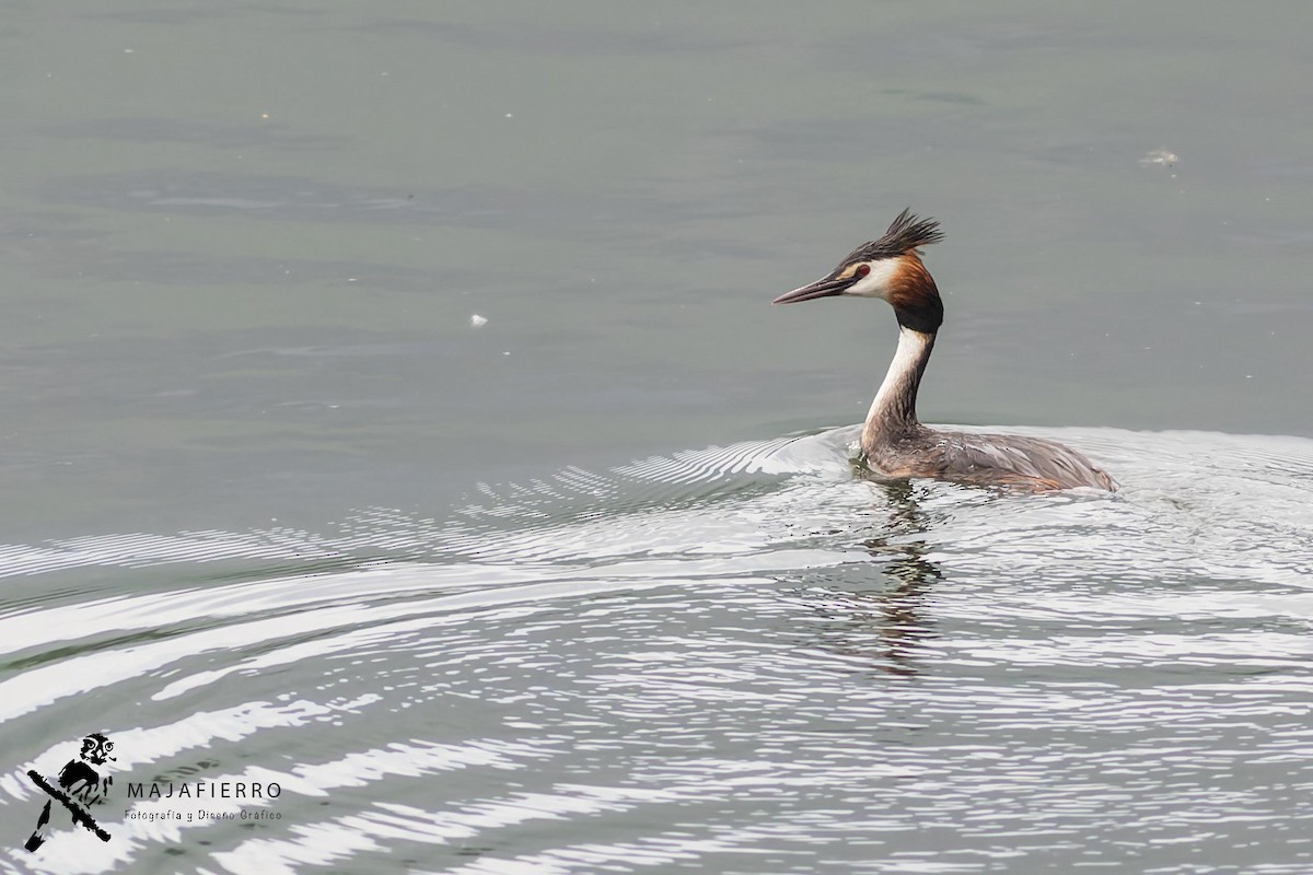 Great Crested Grebe - ML618799287