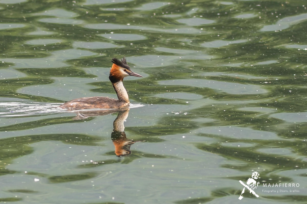 Great Crested Grebe - ML618799288