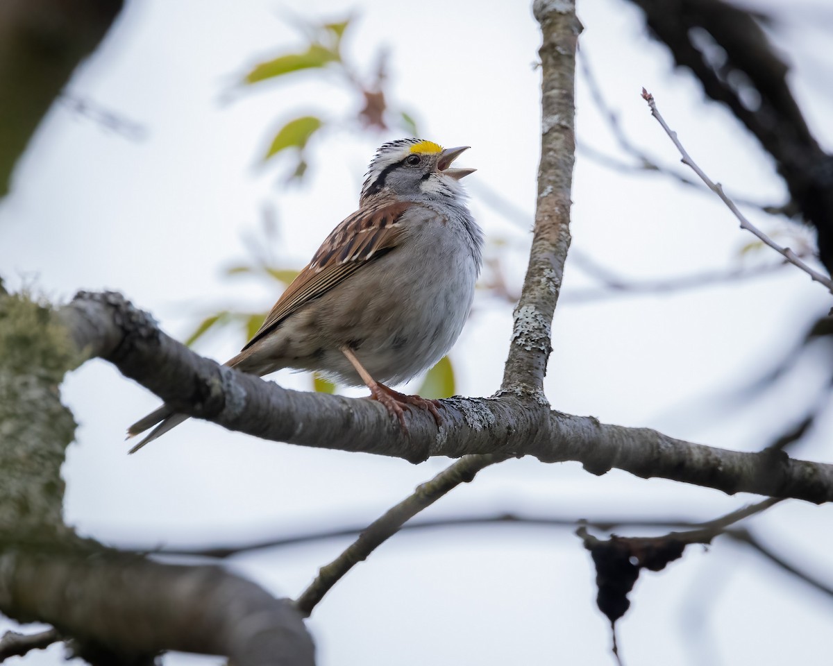 White-throated Sparrow - Derek Spencer
