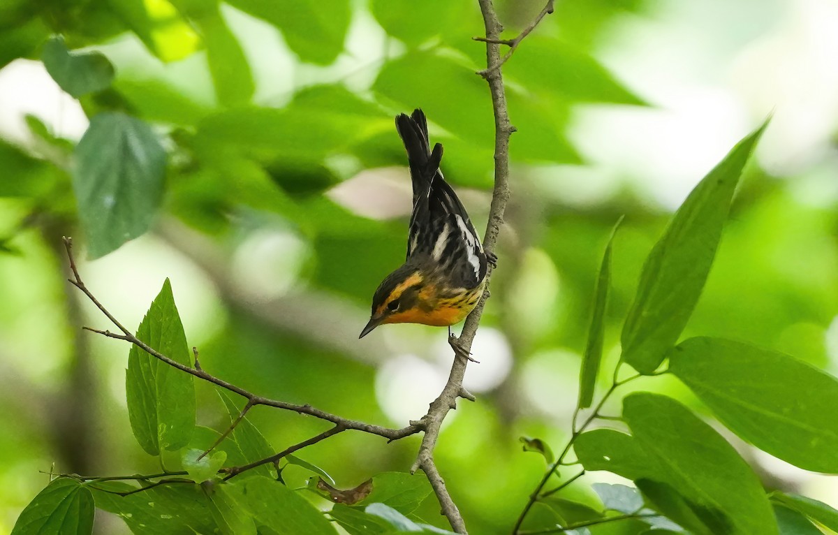 Blackburnian Warbler - AJT BIRD